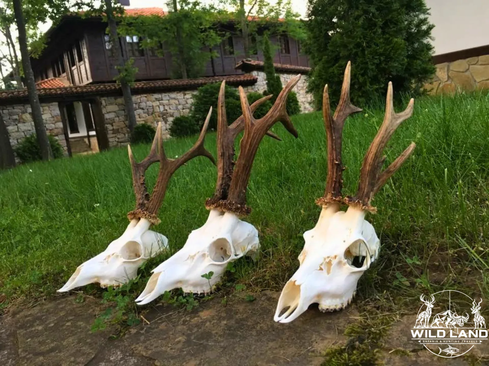 Roumanie - séjour de chasse Wild Land