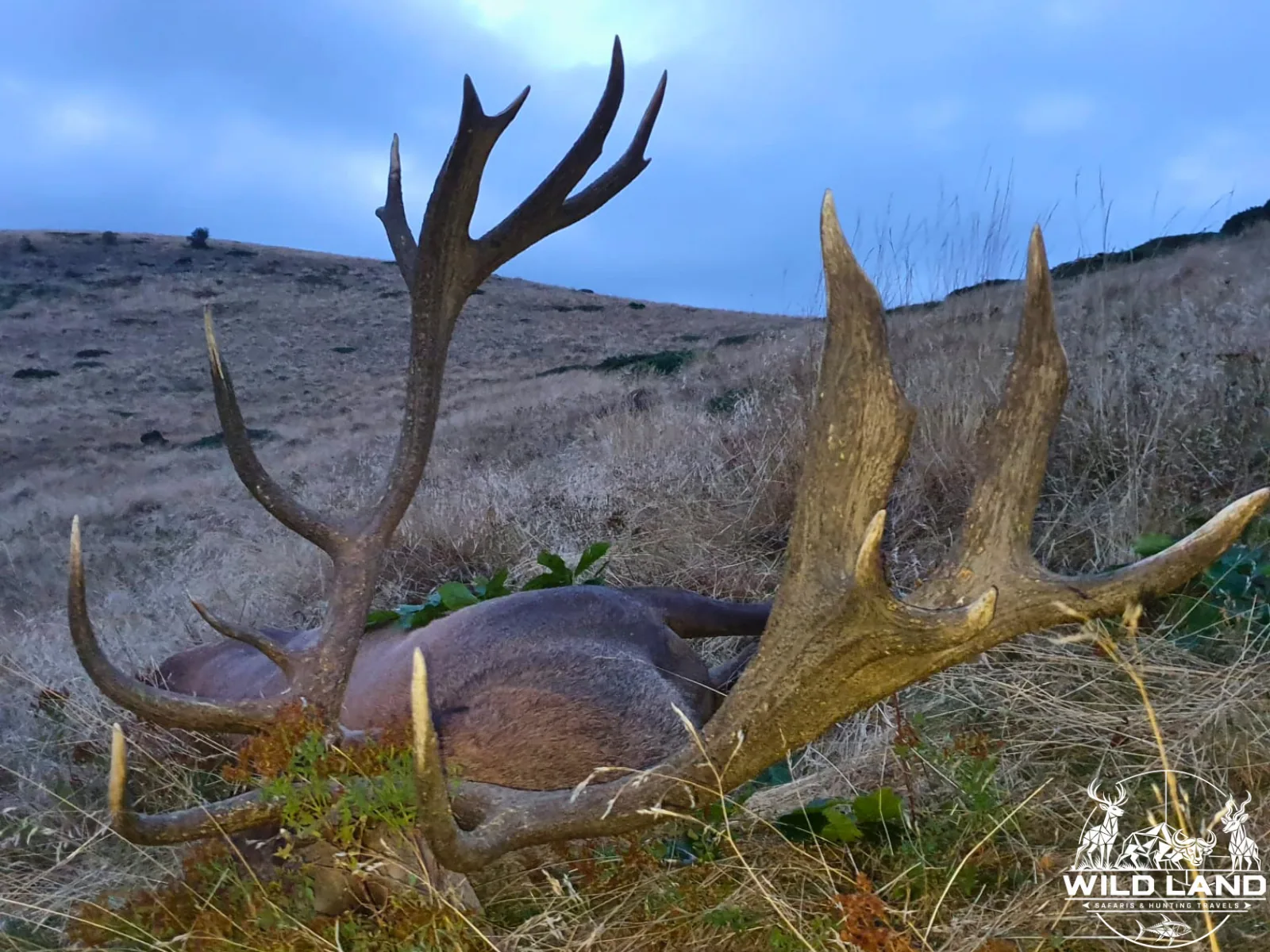 Roumanie - séjour de chasse Wild Land