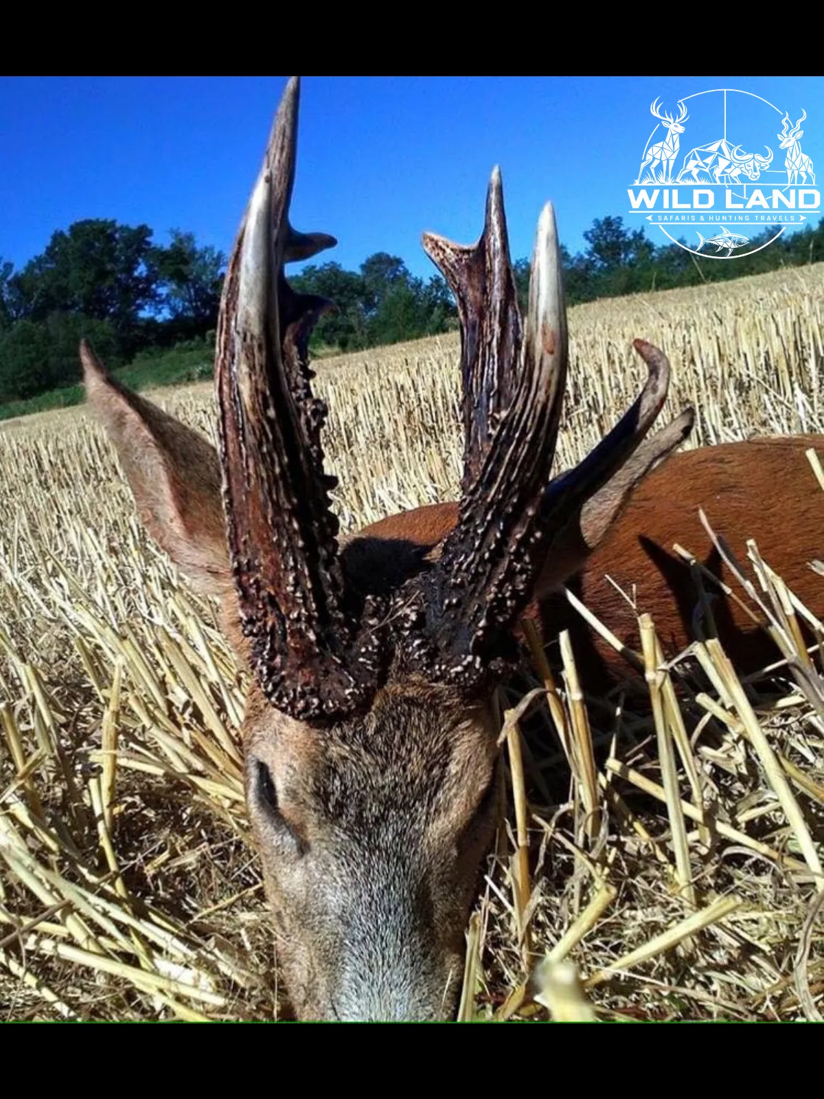 Roumanie - séjour de chasse Wild Land