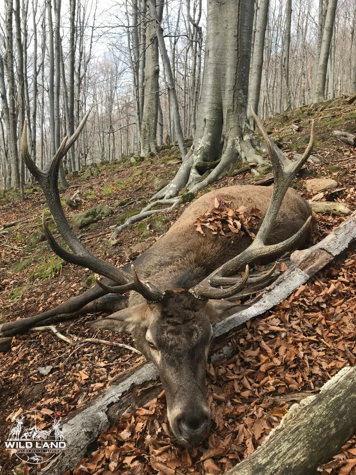 Roumanie - séjour de chasse Wild Land