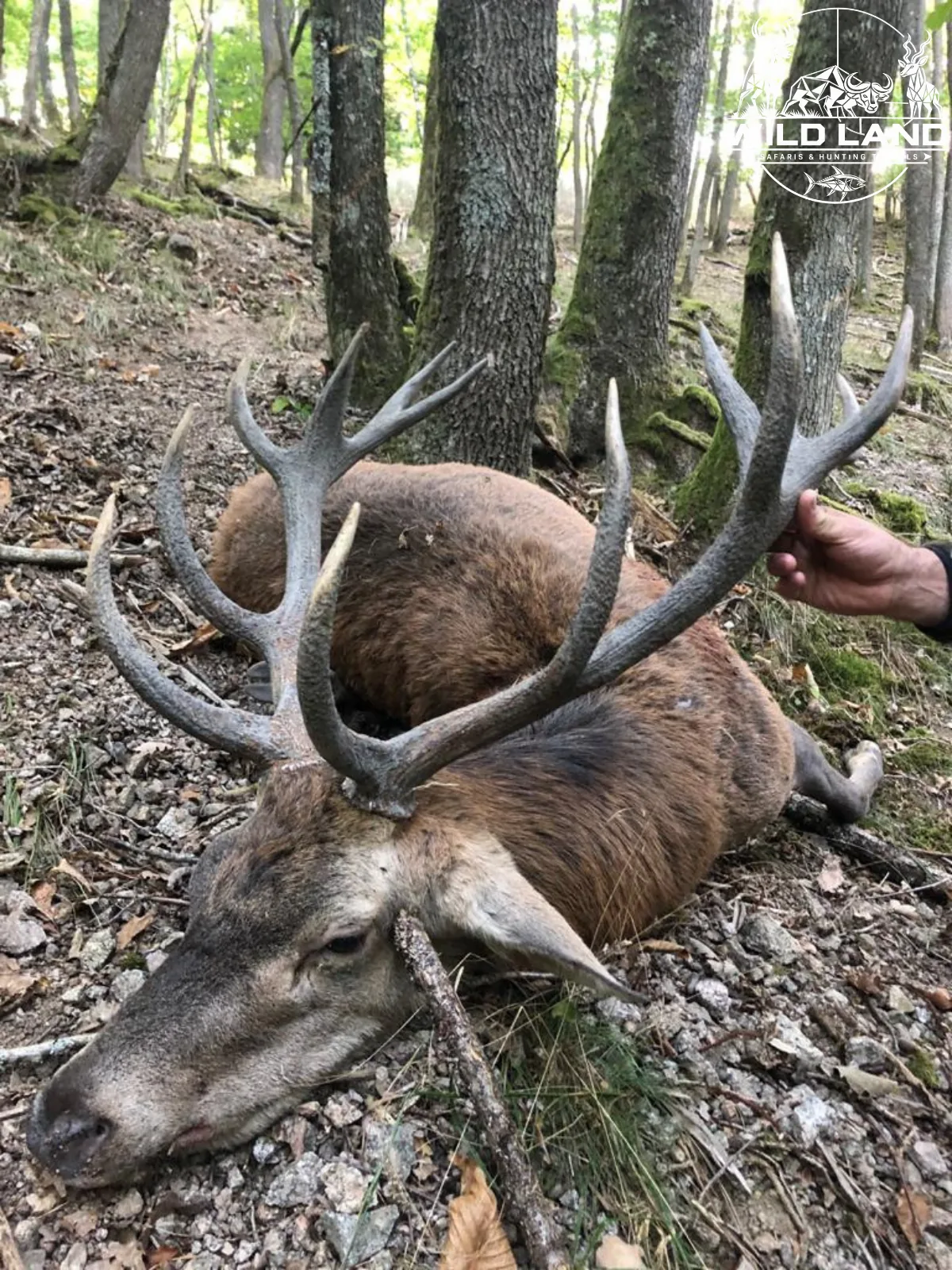 Roumanie - séjour de chasse Wild Land