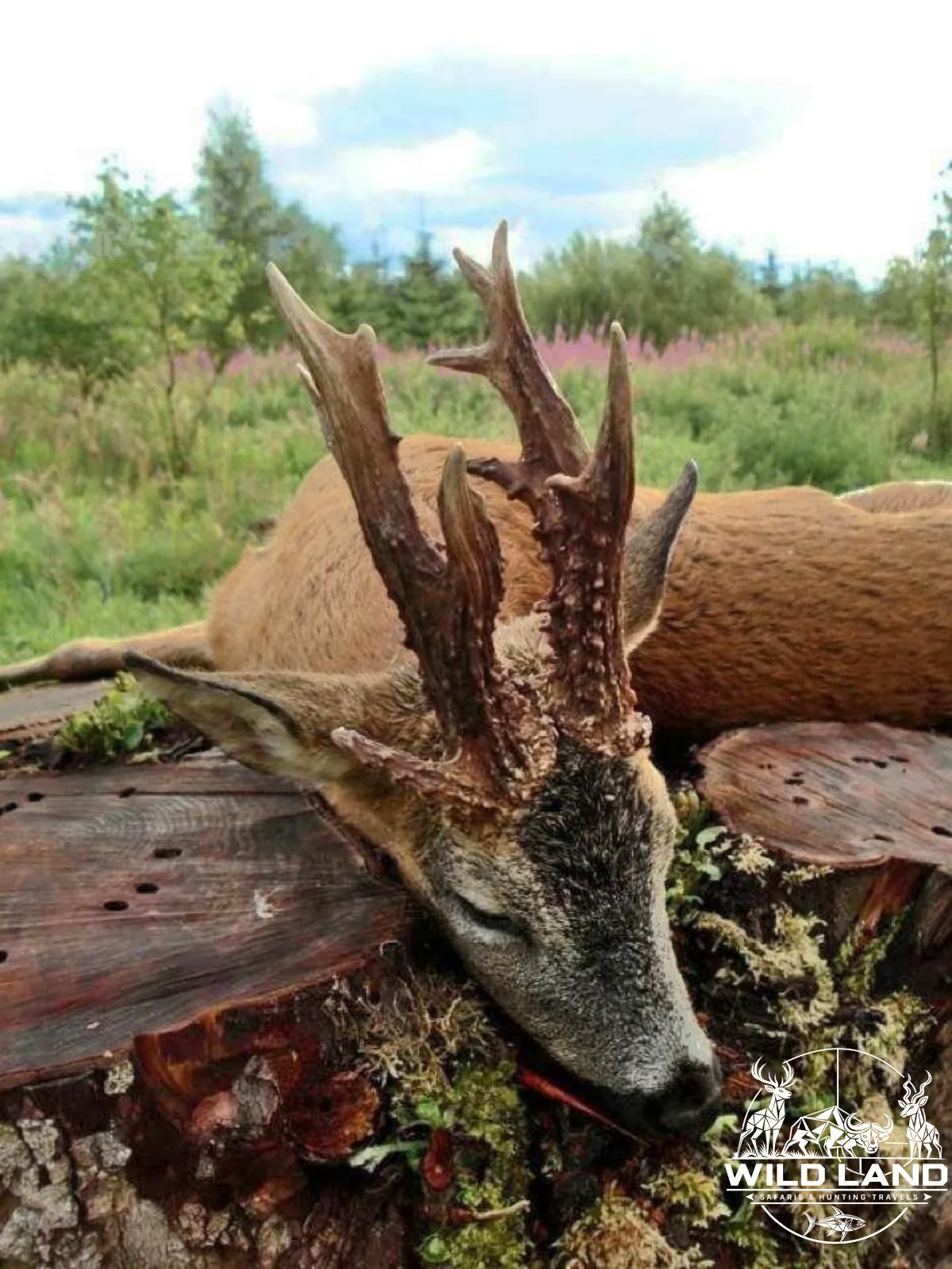 Roumanie - séjour de chasse Wild Land