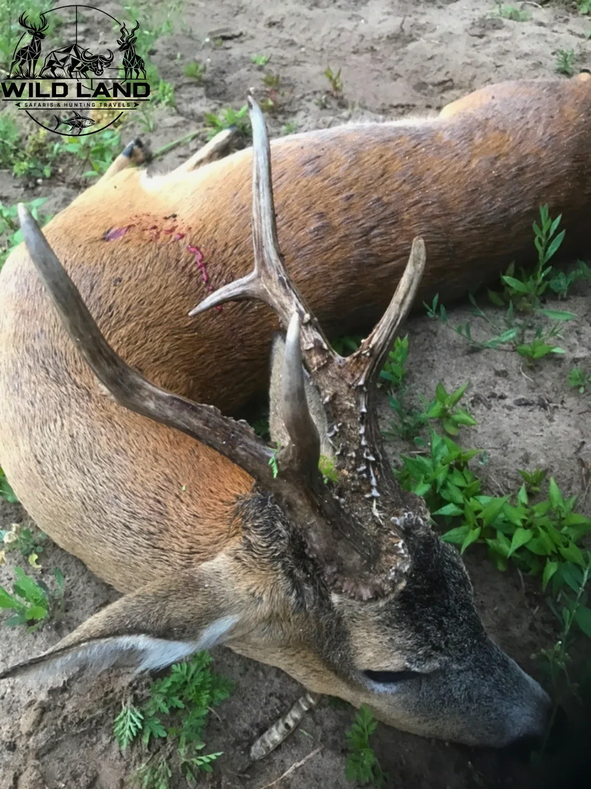 Roumanie - séjour de chasse Wild Land